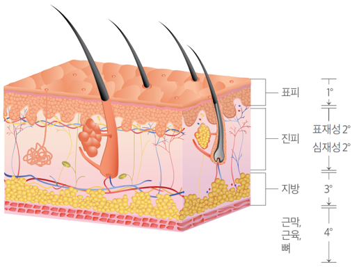 피부 구조